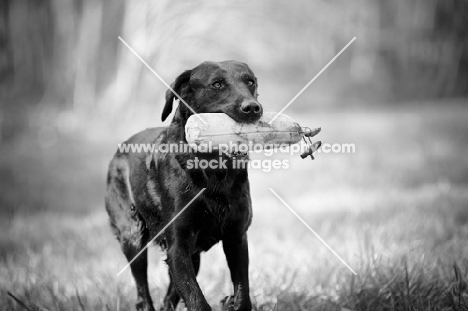 black labrador retrieving dummy