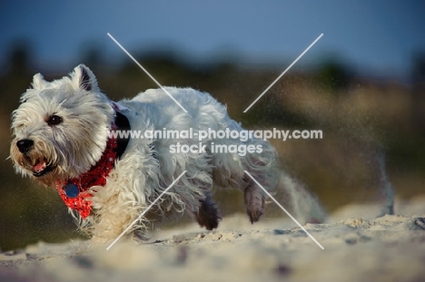 West Highland White Terrier running on sand