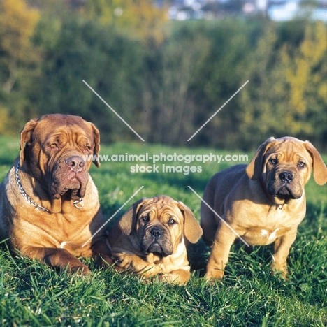 dogue de bordeaux mother with puppies