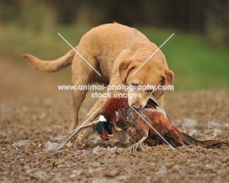 yellow labrador retrieving a cock pheasant from ploughed field on a driven shoot