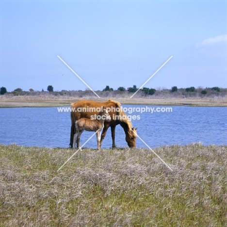 Chincoteague mare and foal on assateague Island