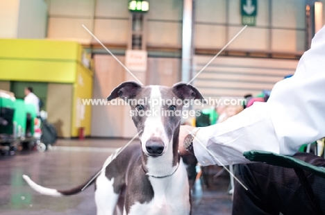 Young Whippet puppy playfully looking at camera, at Crufts 2012
