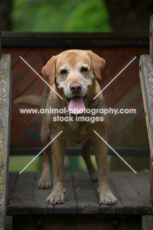 yellow labrador retriever in a children playground