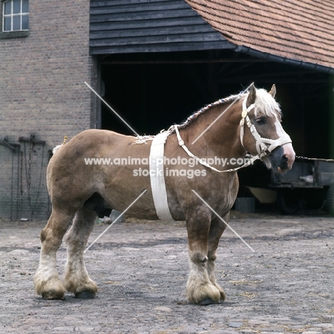 Herman van Halfweg, Dutch Draught Horse stallion full body 