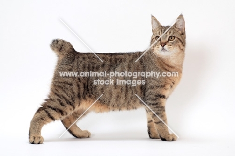 brown spotted tabby Pixie Bob cat