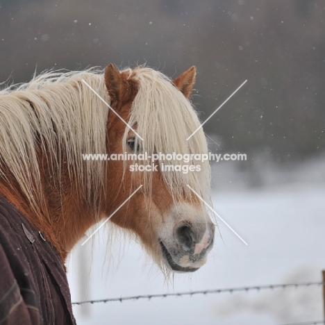 Haflinger horse head shot in snow