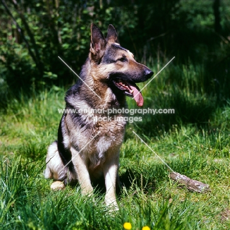 german shepherd dog sitting in grass