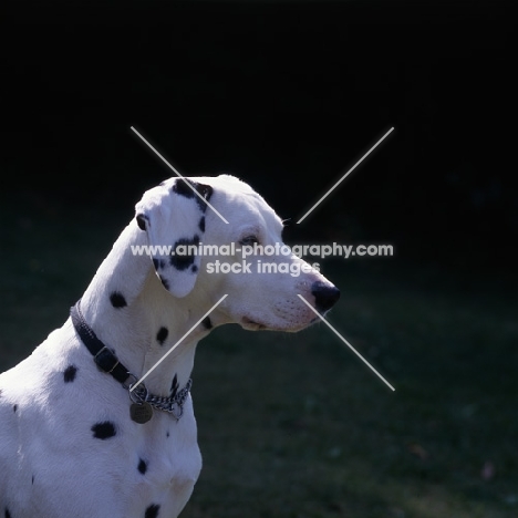 dalmatian at pets at rest, head portrait