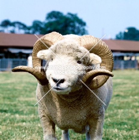 exmoor horn portrait