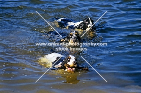 three cocker spaniels in usa in water one retrieving a stick