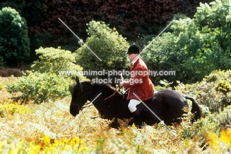 huntsman on hillside fox hunting on exmoor, 