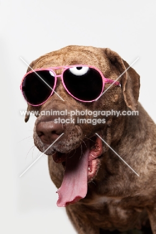 Dogo Canario dog in Sunglasses, 3 years old