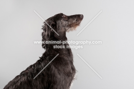 Young grey Scottish Deerhound in studio.