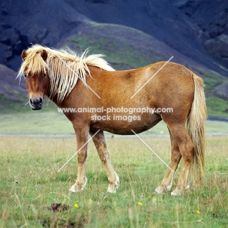 Iceland horse at Kalfstindar