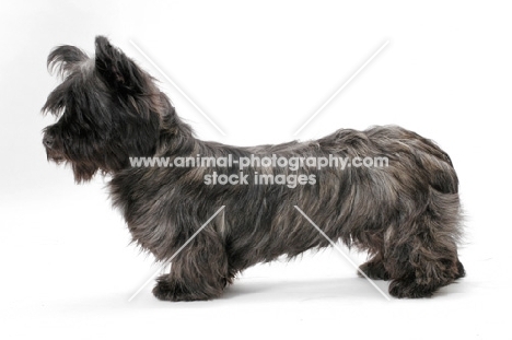 silver Skye Terrier in studio, posed