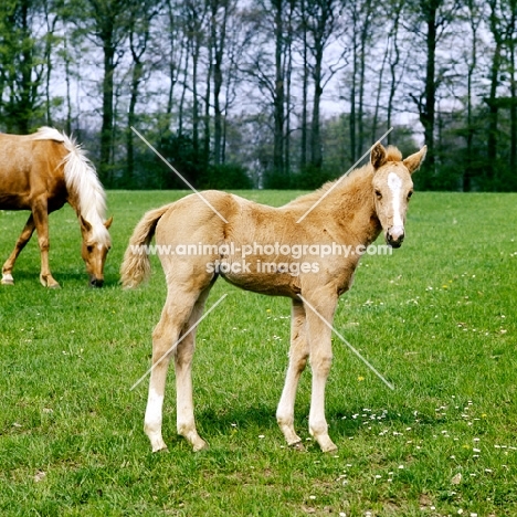 chestnut foal with palomino mare behind