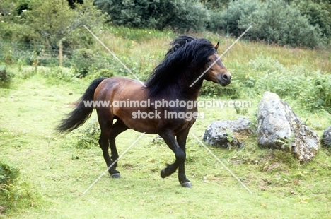 dartmoor pony stallion trotting on dartmoor