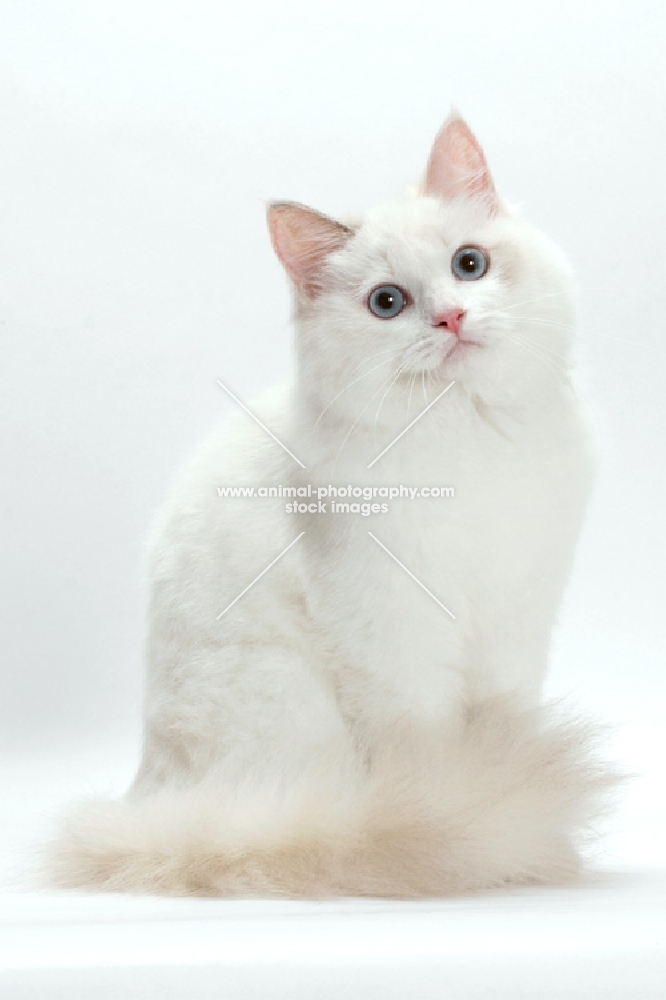 Blue Tortie Point Bi-Color Ragdol on white background