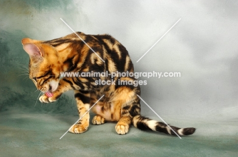young brown marble bengal cat licking paw
