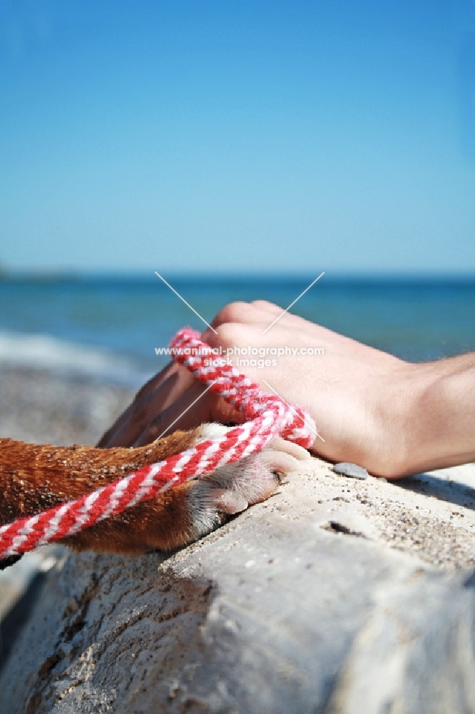 hand and paw on rock