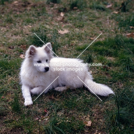 american eskimo dog laying on grass