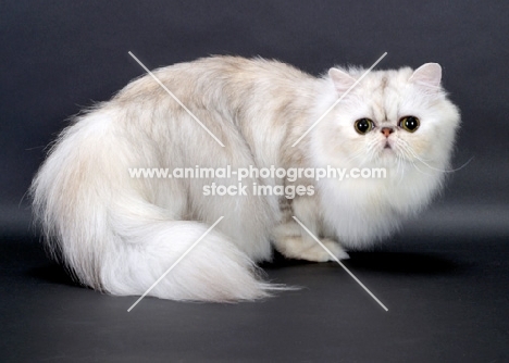 Shaded Silver Persian crouching