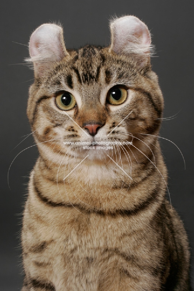 Brown Spotted Tabby American Curl head study