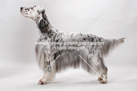 English Setter (Blue Belton colour), Australian Champion