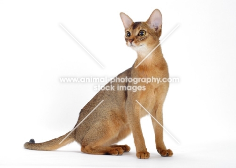 ruddy abyssinian sitting down