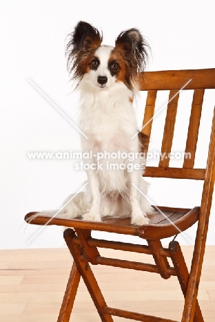 Papillon on chair