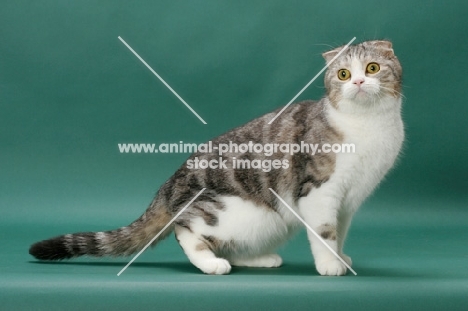 Silver Classic Tabby and White Scottish Fold cat, side view