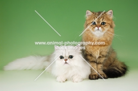 young chinchilla (lying) and golden persian cat (sitting)