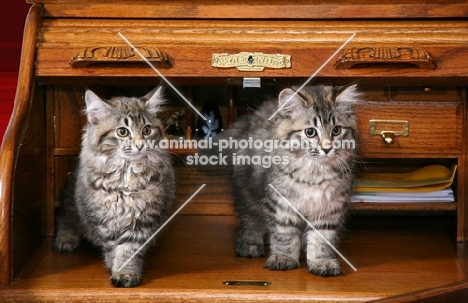 Two American Bobtail Kittens in Roll Top Desk