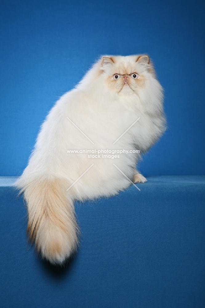 Himalayan (Aka: Persian or Colourpoint)