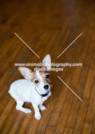 cute Toy Fox Terrier puppy