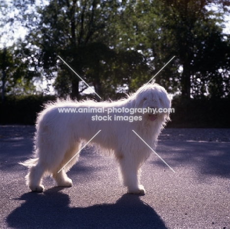  omar nortonia,  south russian sheepdog with sunlit background
