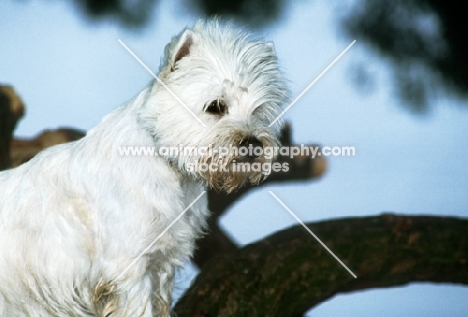west highland white terrier near a tree