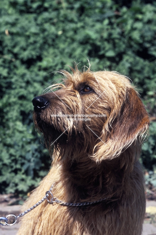 Styrian Mountain hound (aka  Steirische Rauhaarbracke)