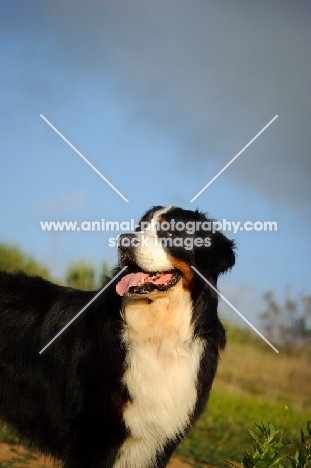 Bernese Mountain Dog (aka Berner Sennenhund) looking away