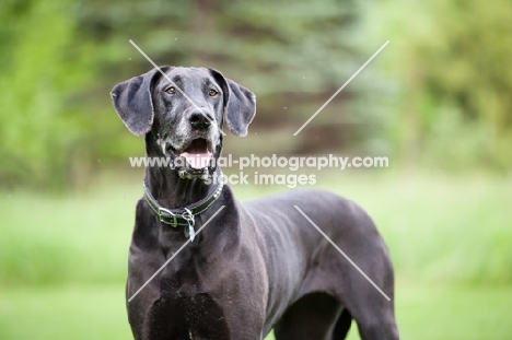 Black Great Dane standing in green yard.