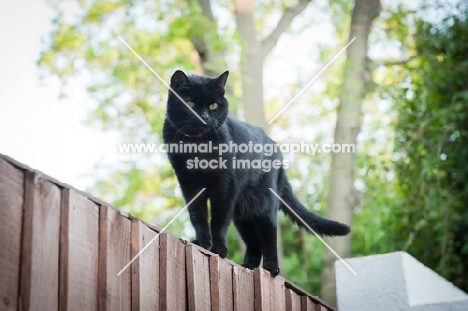 black cat on fence