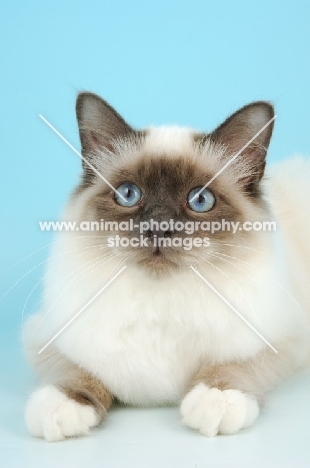 blue point Birman cat in studio