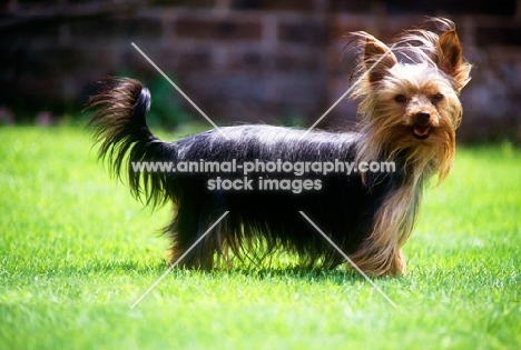 undocked yorkshire terrier