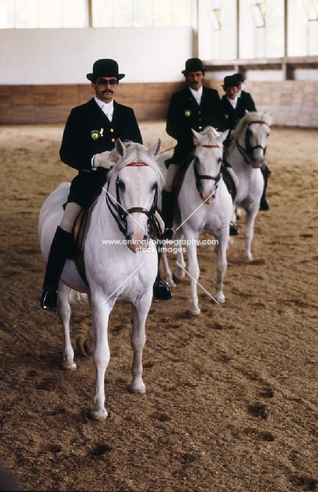 Lipizzaners ridden in Great Riding Hall in display at lipica