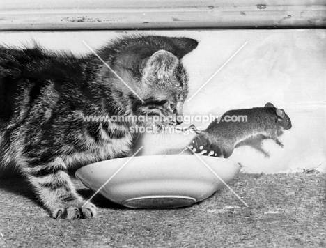 Mouse jumping out of milk bowl as kitten attacks