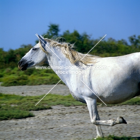 Camargue pony action