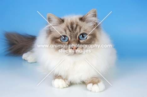 blue tabby point birman cat looking at camera