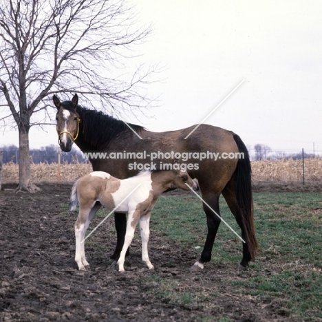 paint horse mare with her foal