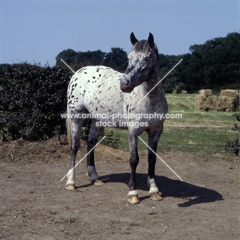 pony of the americas full body 