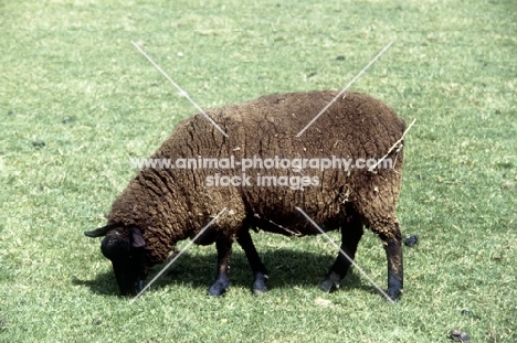 soay ewe grazing